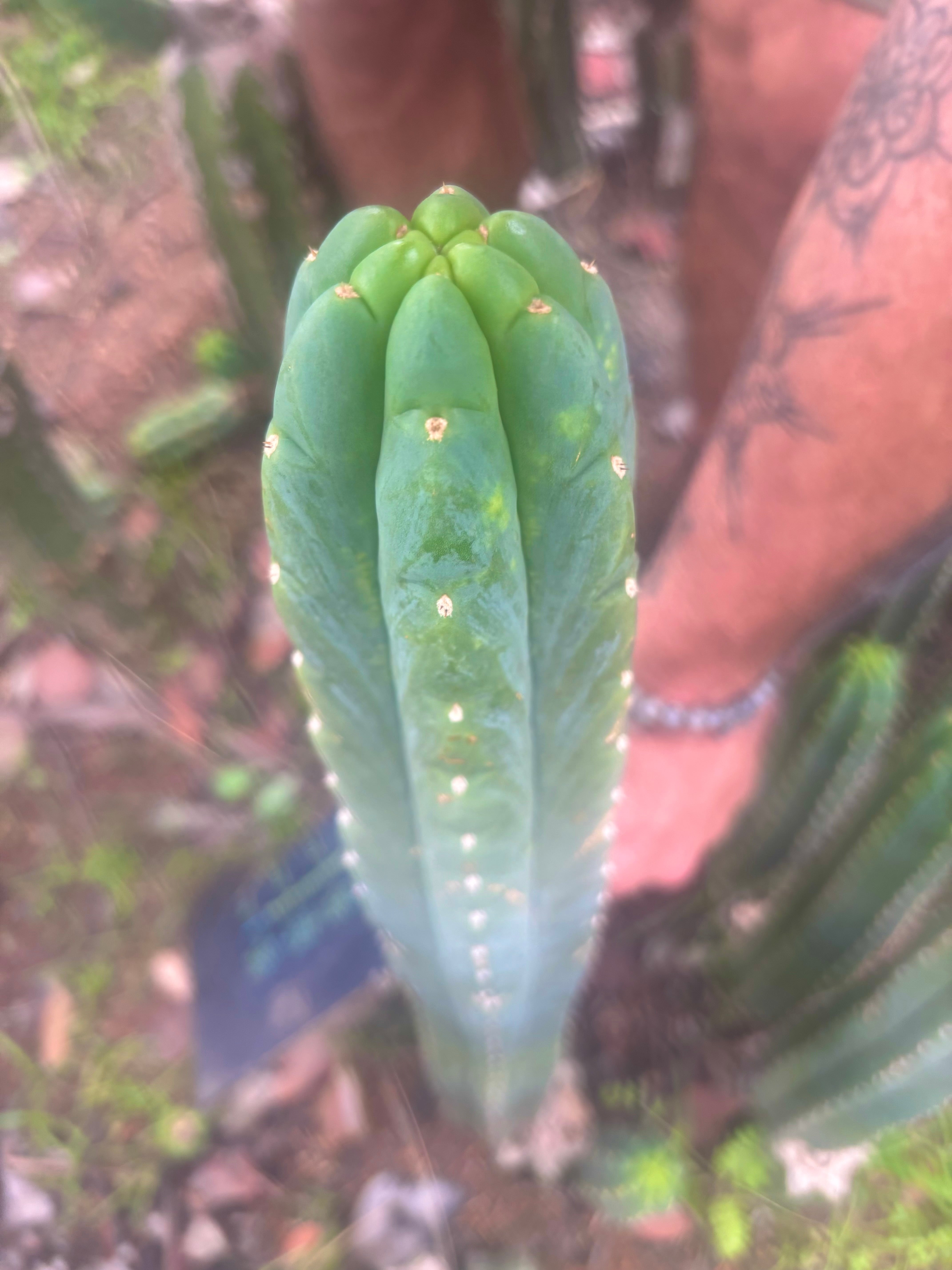 👑🌶️ Blue Ecuador — 14” Tip