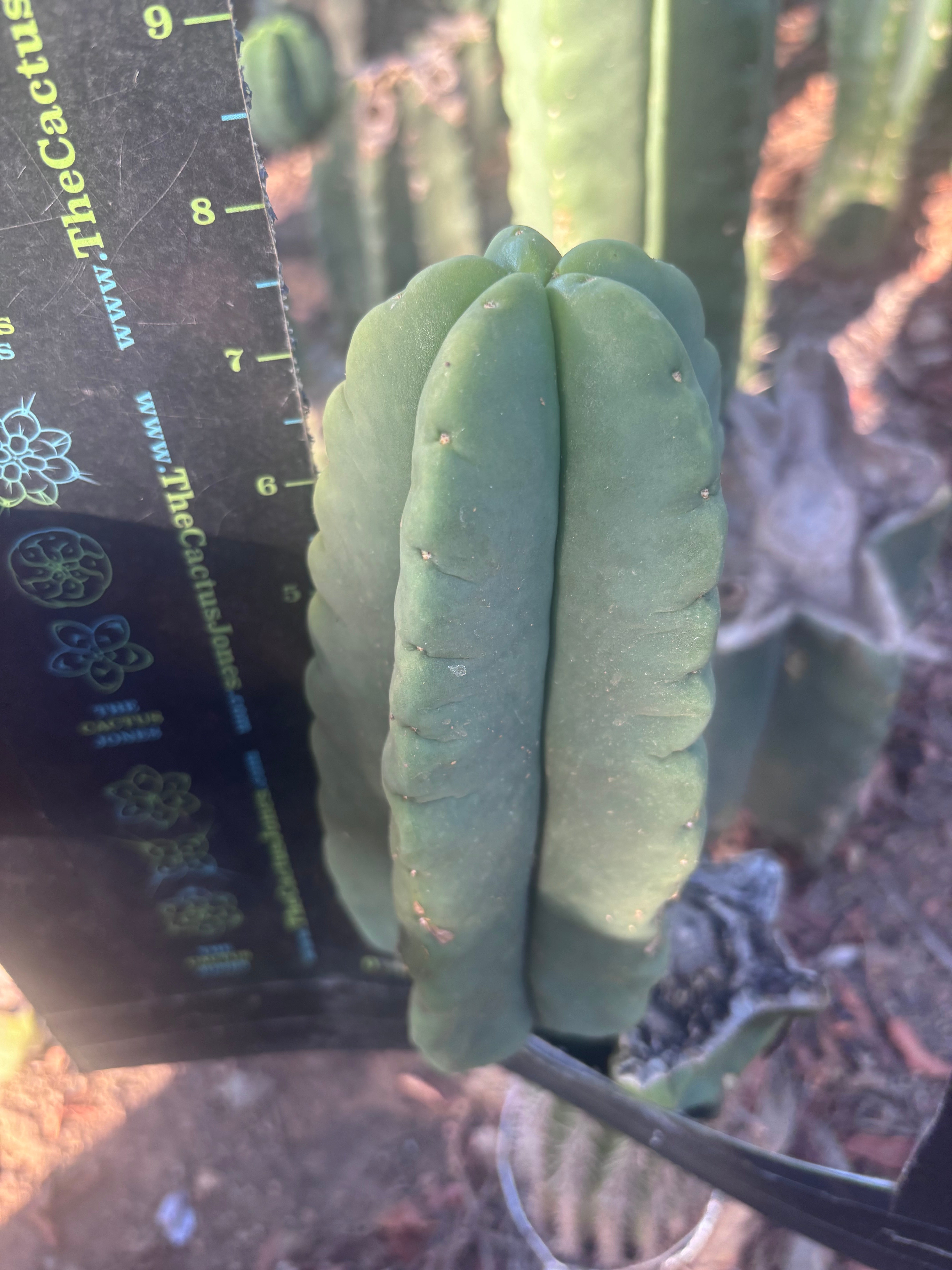 💎👑💎🌶️ Ferah — 8” Pup