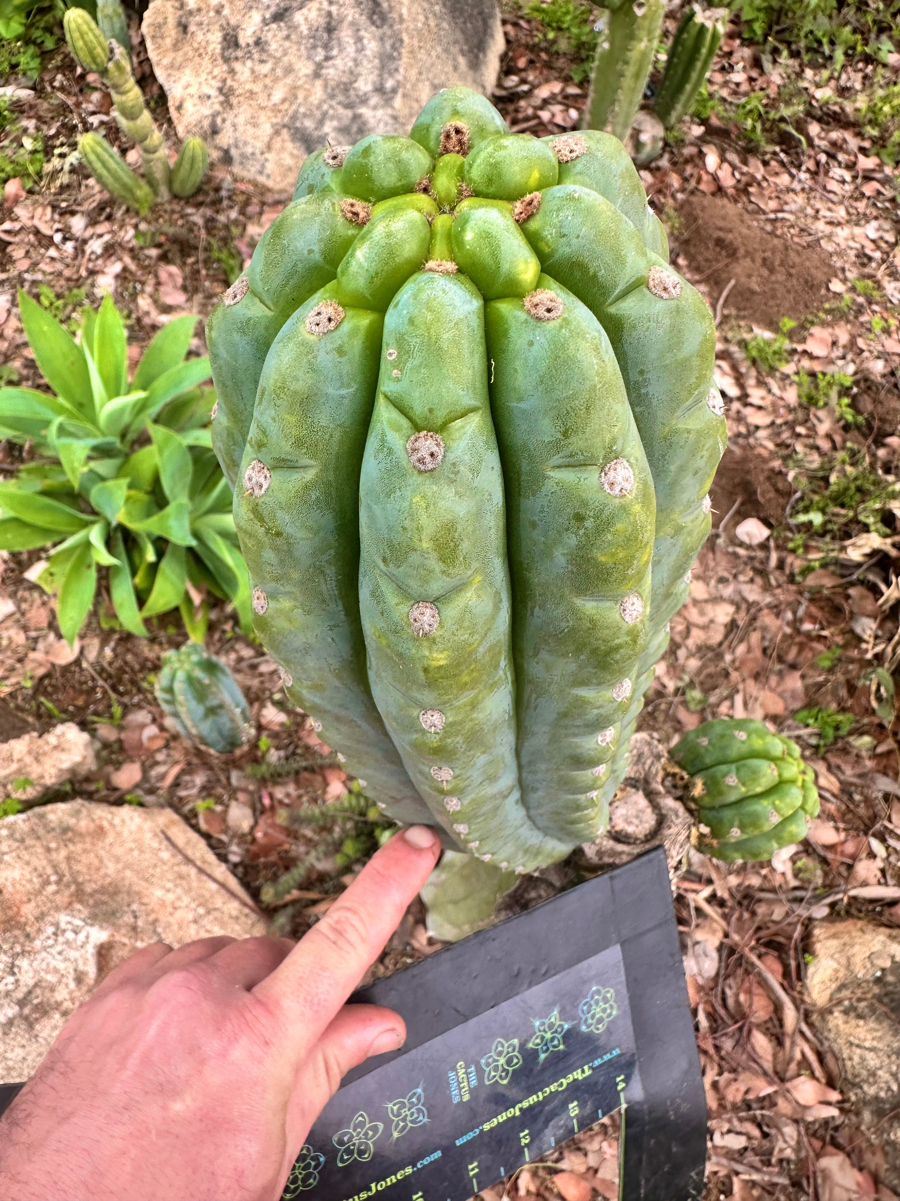 💎👑 Ichoca — Notchy Tip of Girth!