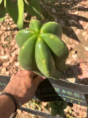 👑 Primo Aussie Scop — 8” Melon Pup