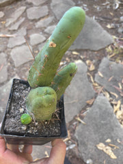 👑🌶️🌶️  TBM Clone B — Fully Rooted