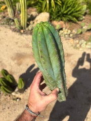 👑🌶️ Ventucky Blue — XL 16” Pup