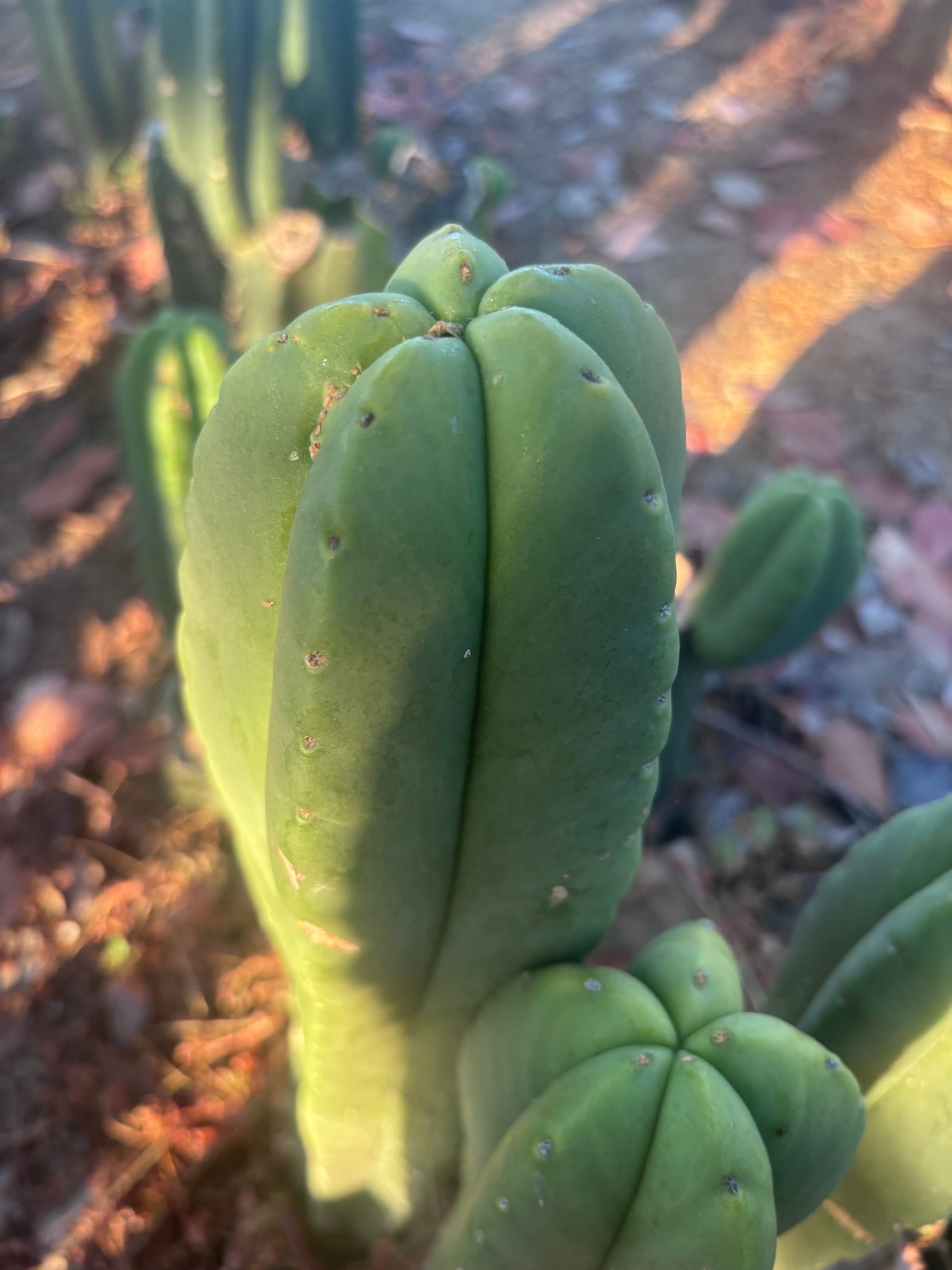 👑💎 Aussie Scop — 14” Tip