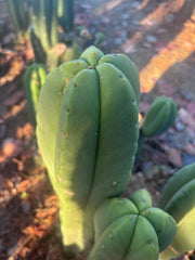 👑💎 Aussie Scop — 14” Tip