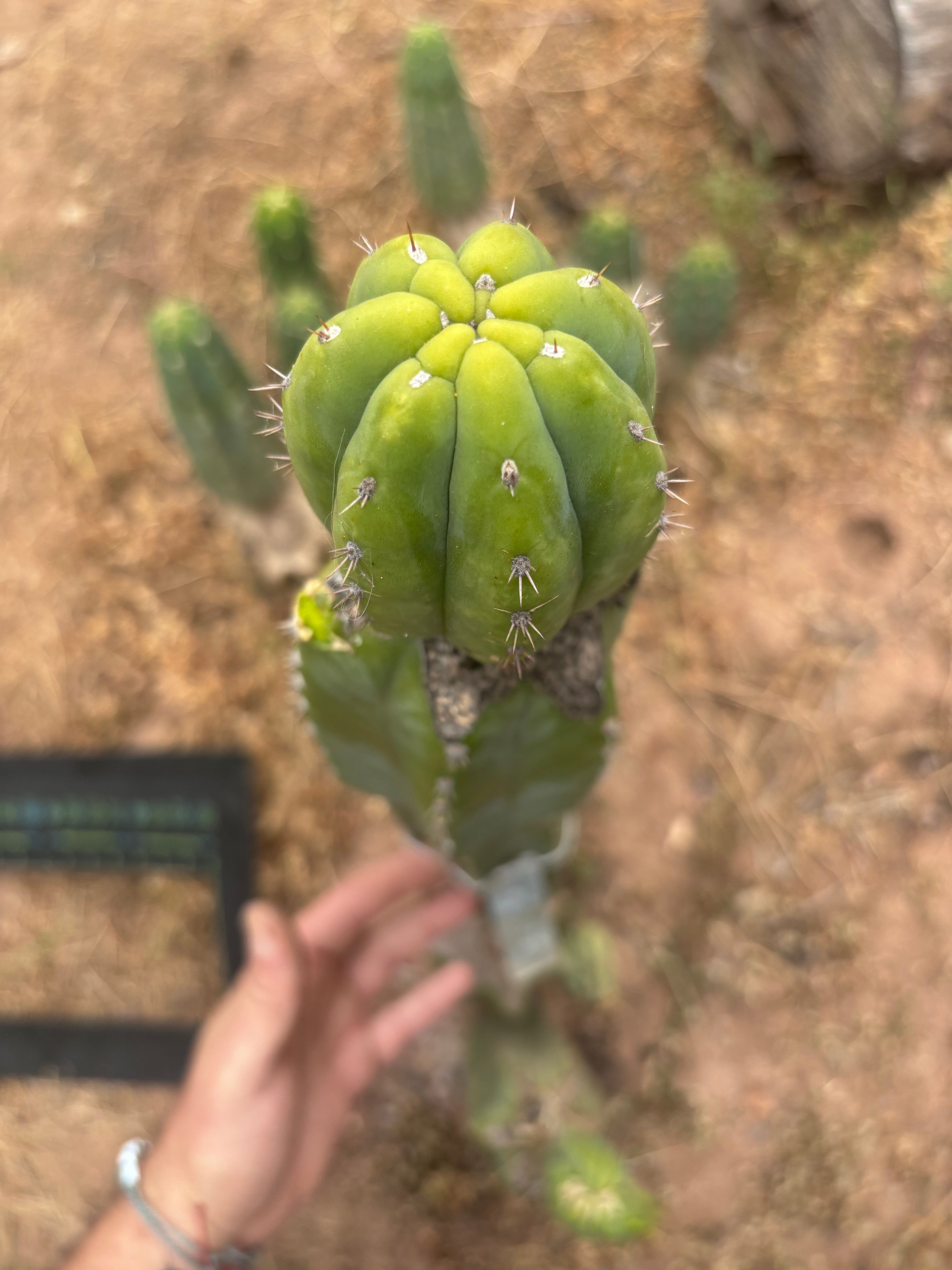 👑🌶️🌶️ KR04 — Established Tip Graft