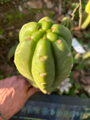 👑🌶️ The Field’s Pachanoi — Chonky 11” Pup
