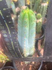 💎🌶️🌶️ NOM — XL 12” Tip