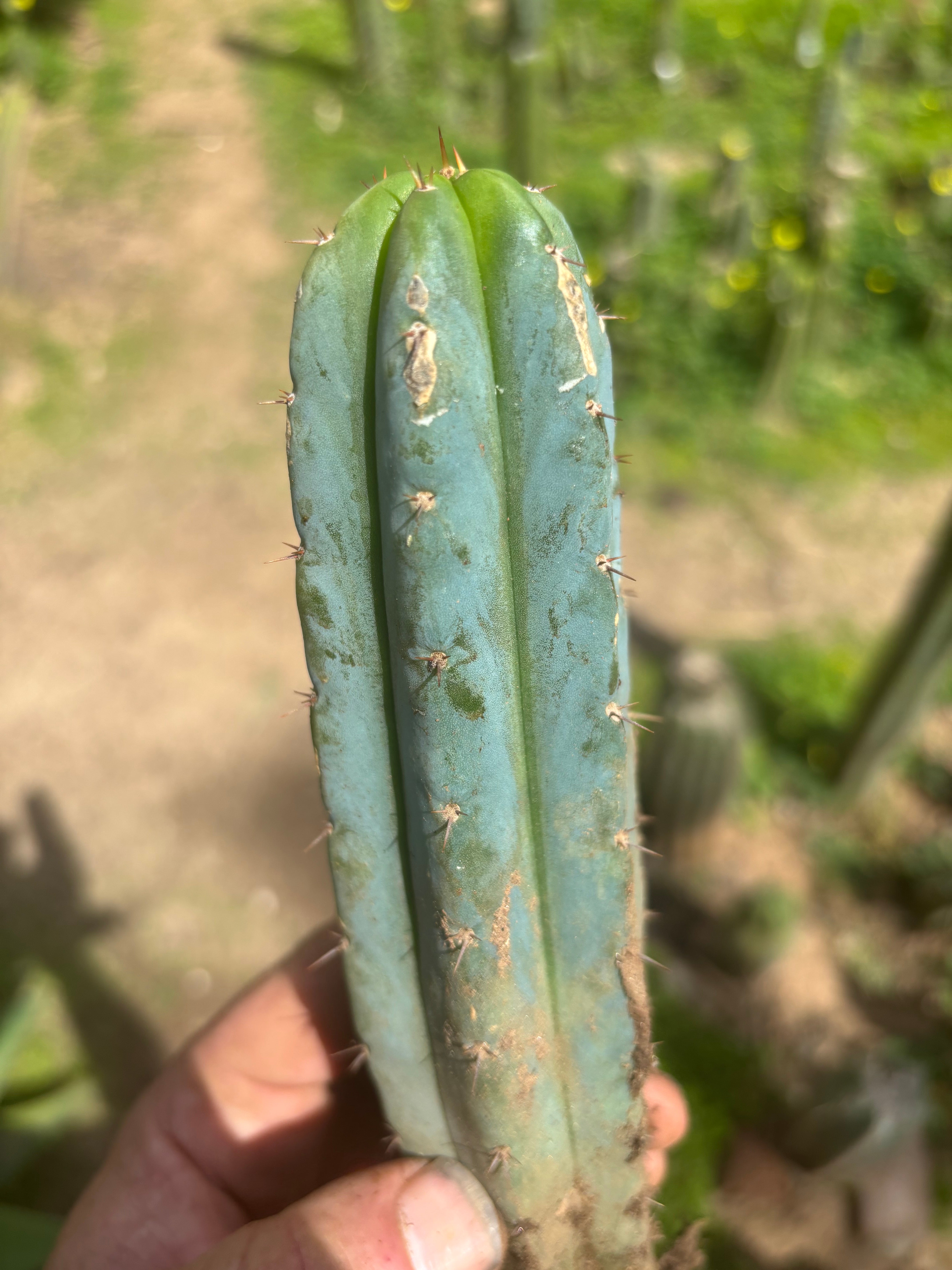 👑🌶️🌶️ Pala! — ROOTED 11” Tip