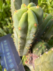🌶️🌶️ NoidTwo — 11” Tip
