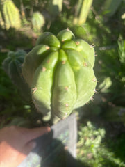 👑🌶️ Blue Ecuador — XL 14” Tip