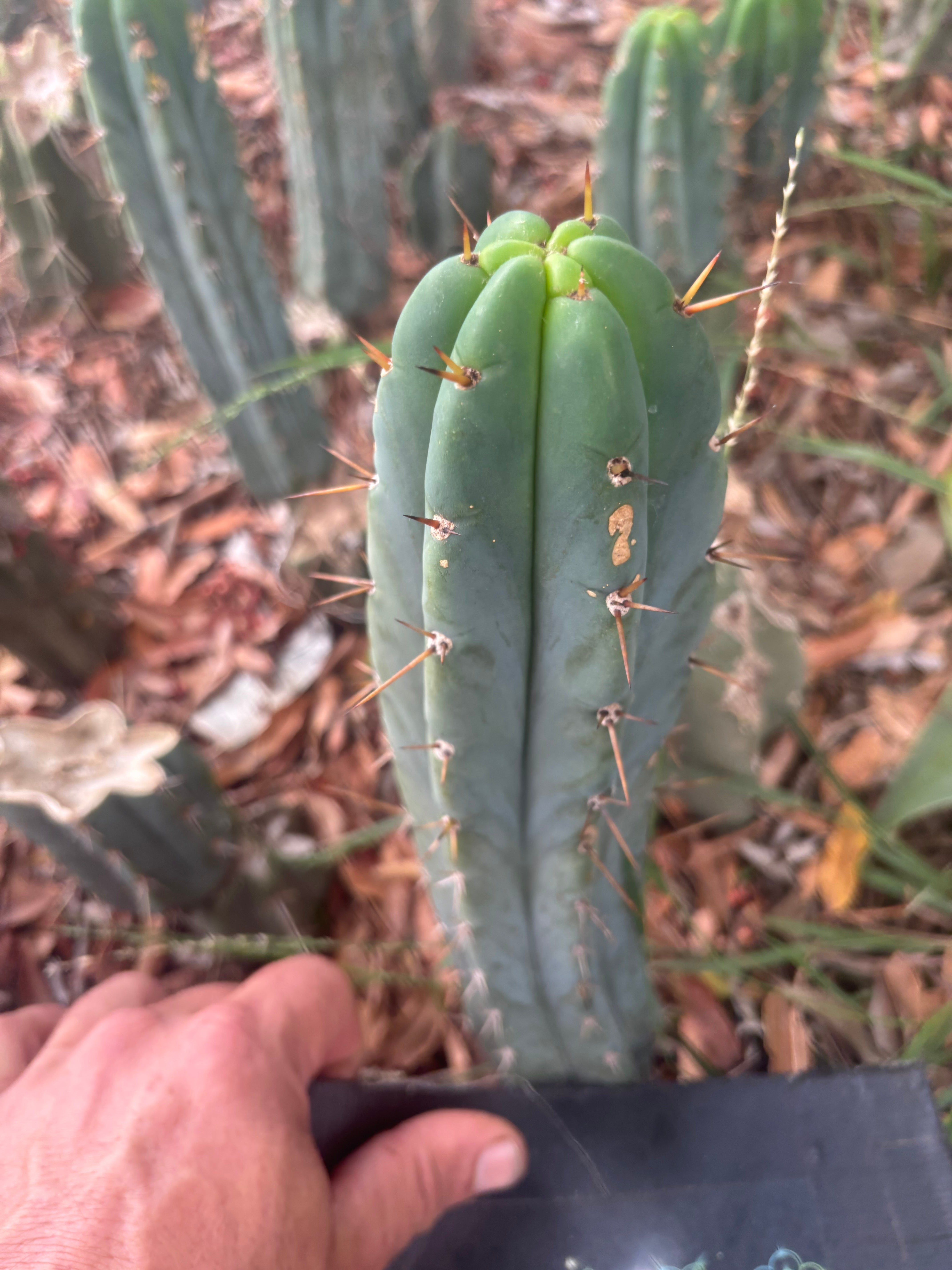 👑🌶️🌶️ Pala — Another 9” Tip