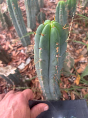 👑🌶️🌶️ Pala — Another 9” Tip
