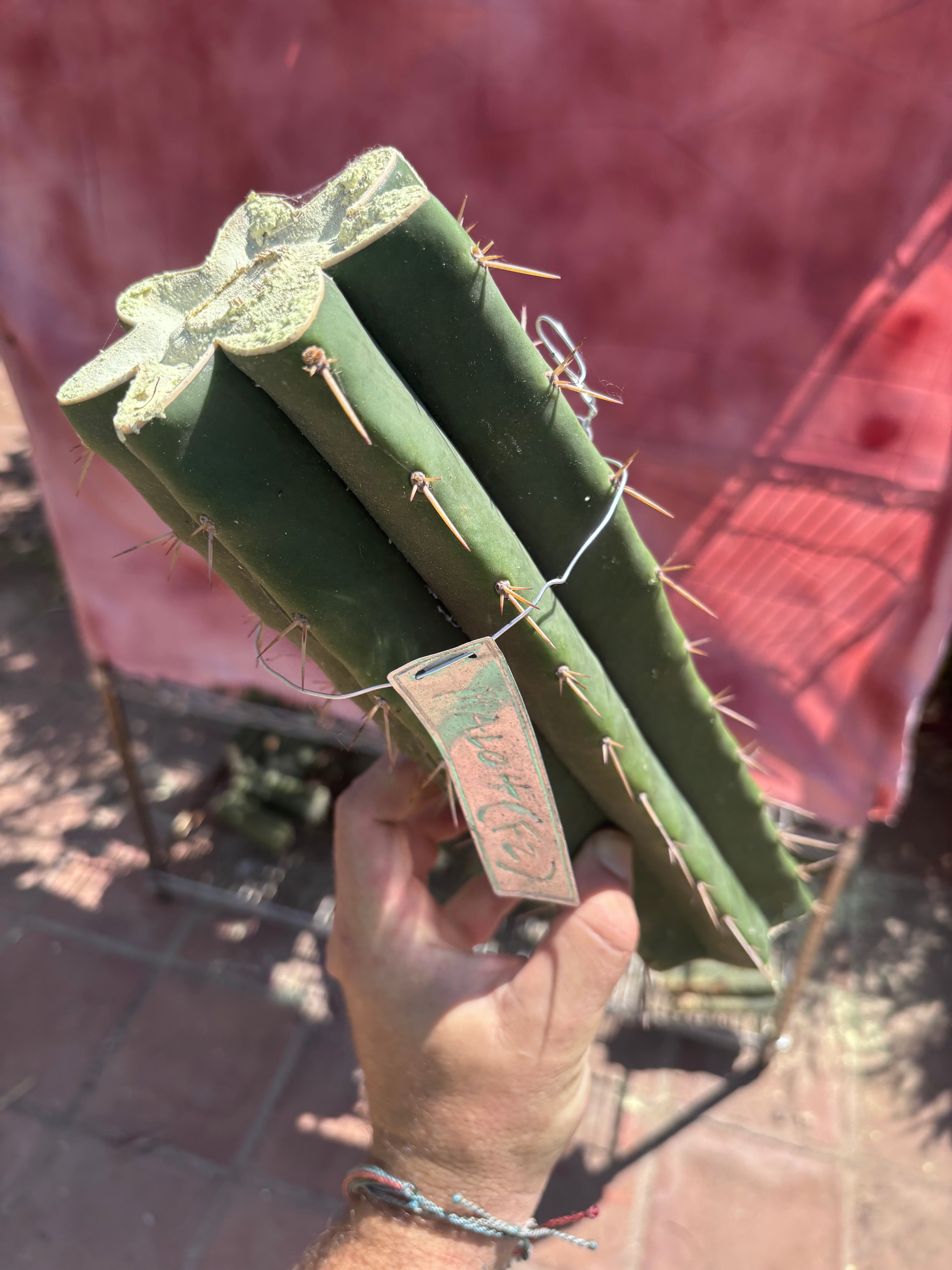 👑🌶️ Malo4 (F2)  — Fat XL 14” Mid