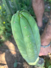 👑🌶️🌶️ Ogun — XL 14” Tip