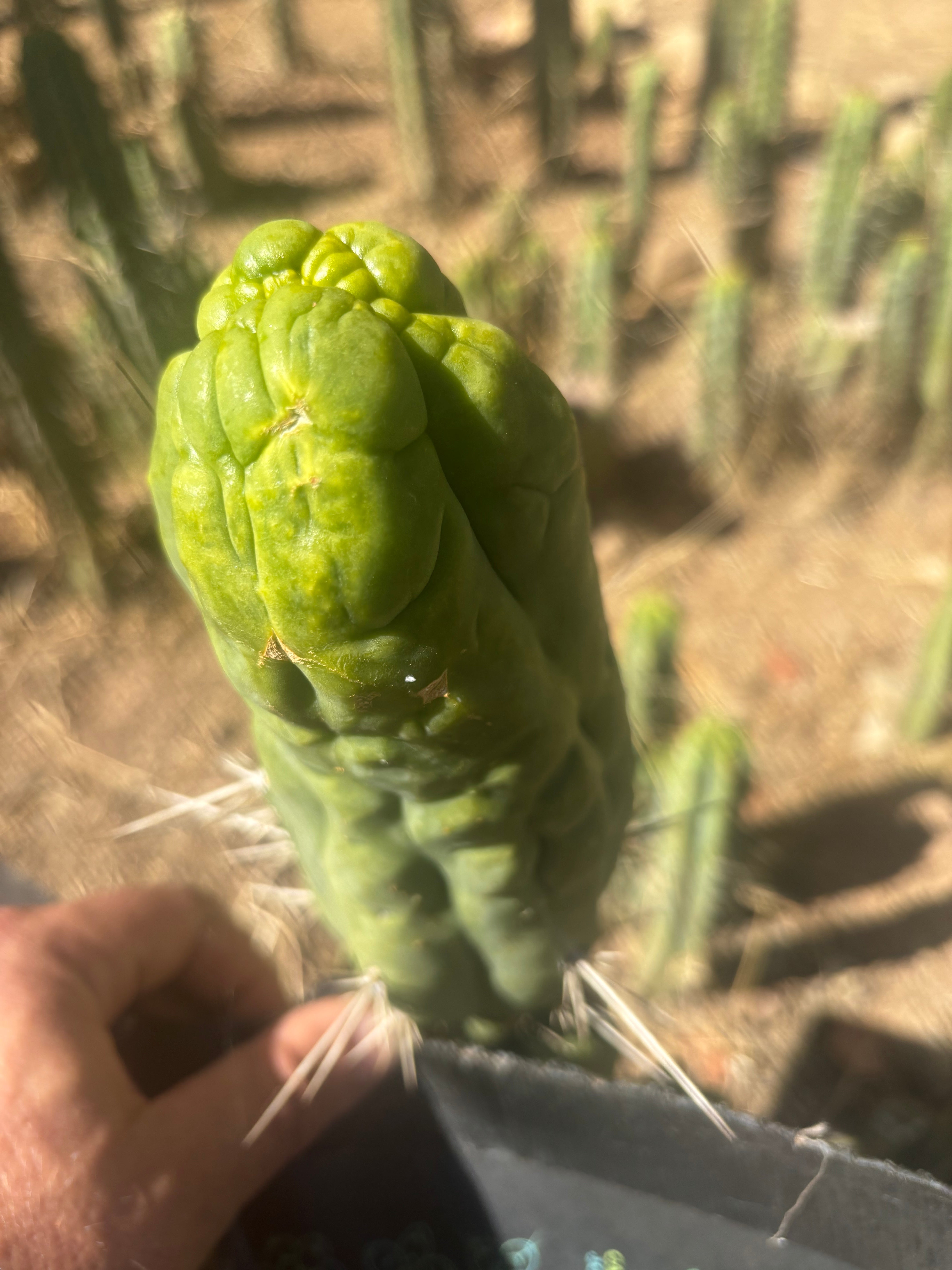 👑🐉 Bruce’s Dragon — Thick 6” Tip