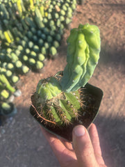 👑💎 Grecas — Rooted Butt Graft with Pup