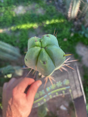 👑💎🌶️ Bob Gillette — 9” Tip