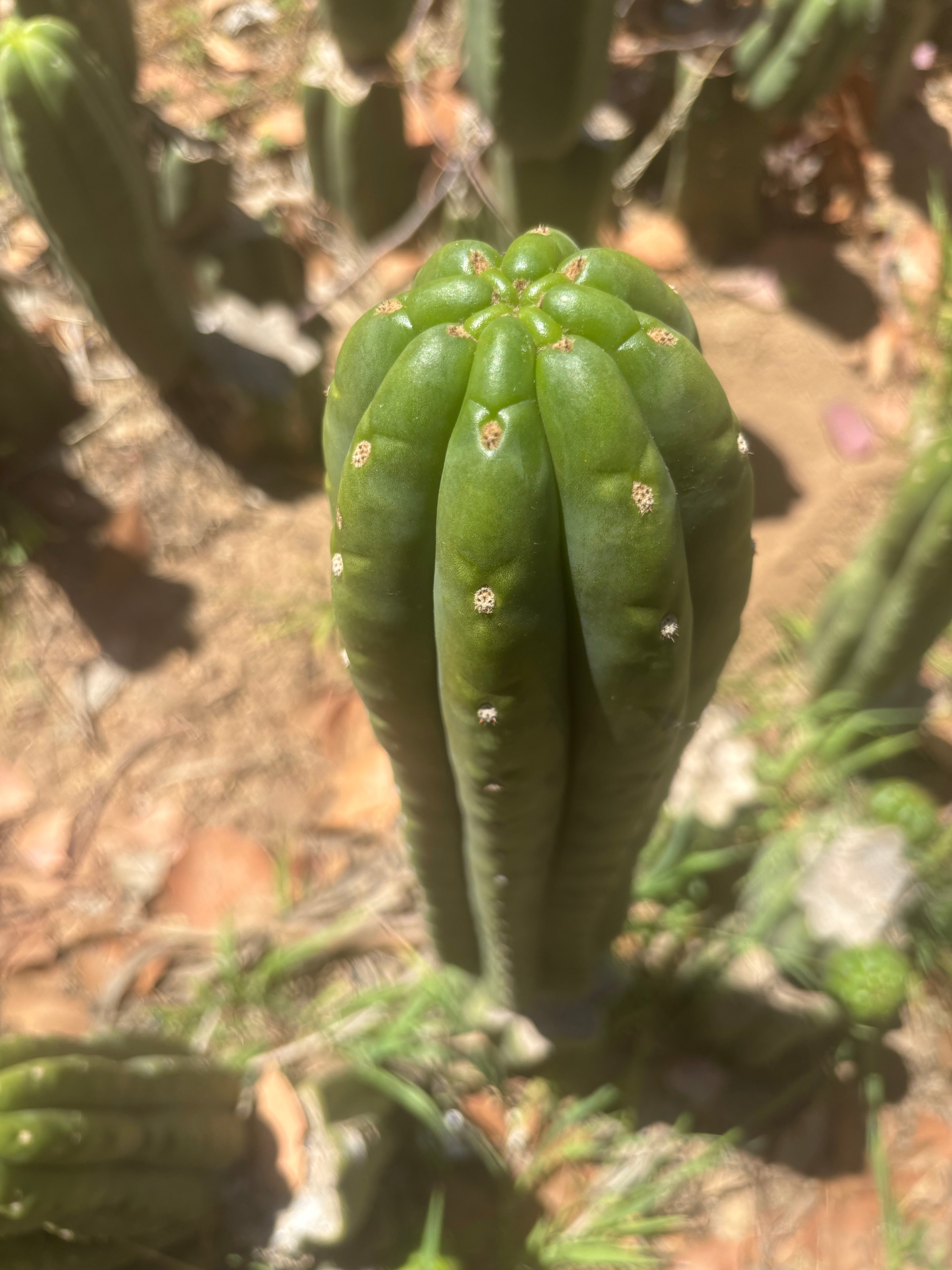 💎👑🌶️ The Field’s Pachanoi — XL 15” Pup