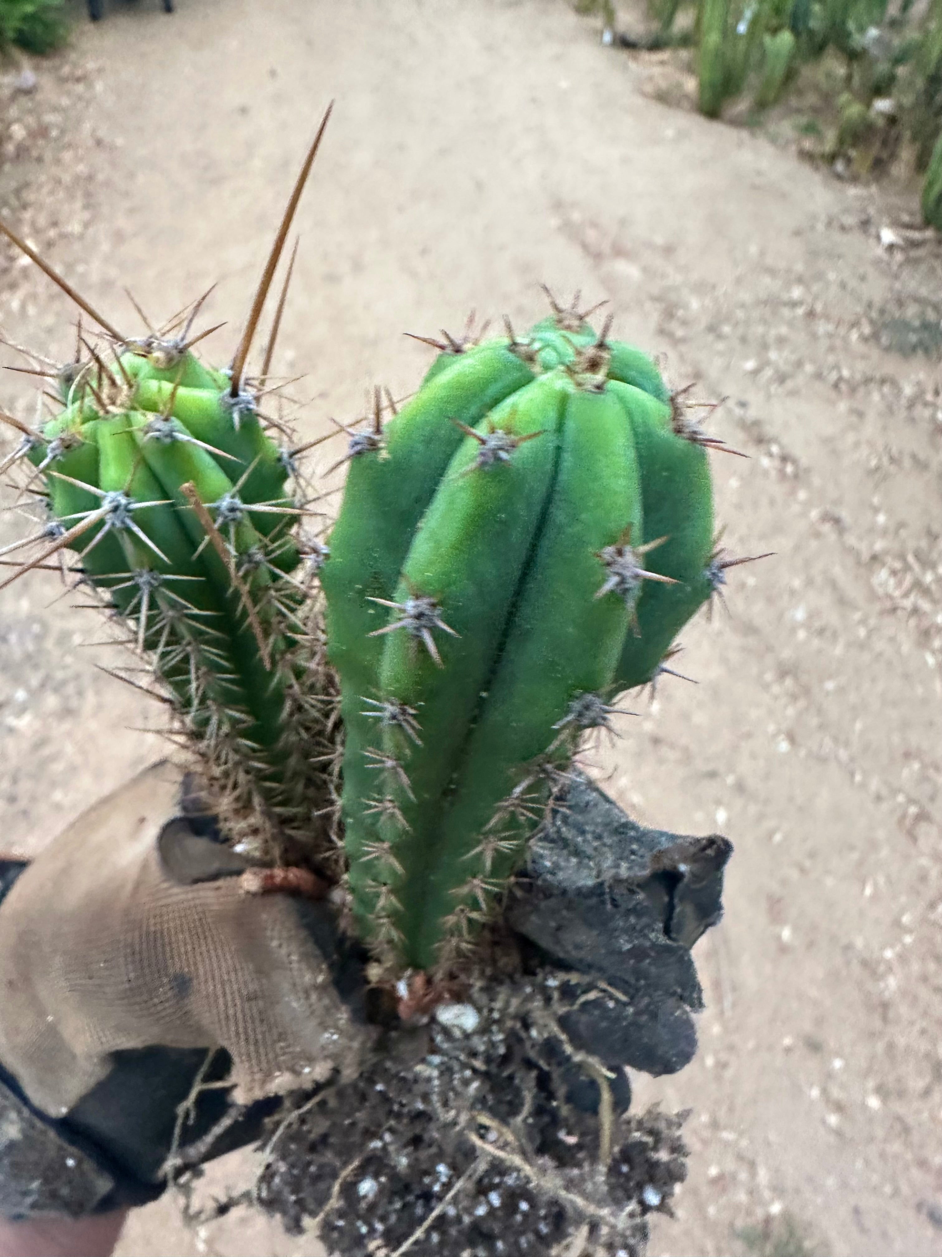 Latest Seedlings! Ventucky Blue x Fillmore