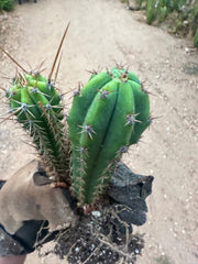 Latest Seedlings! Ventucky Blue x Fillmore