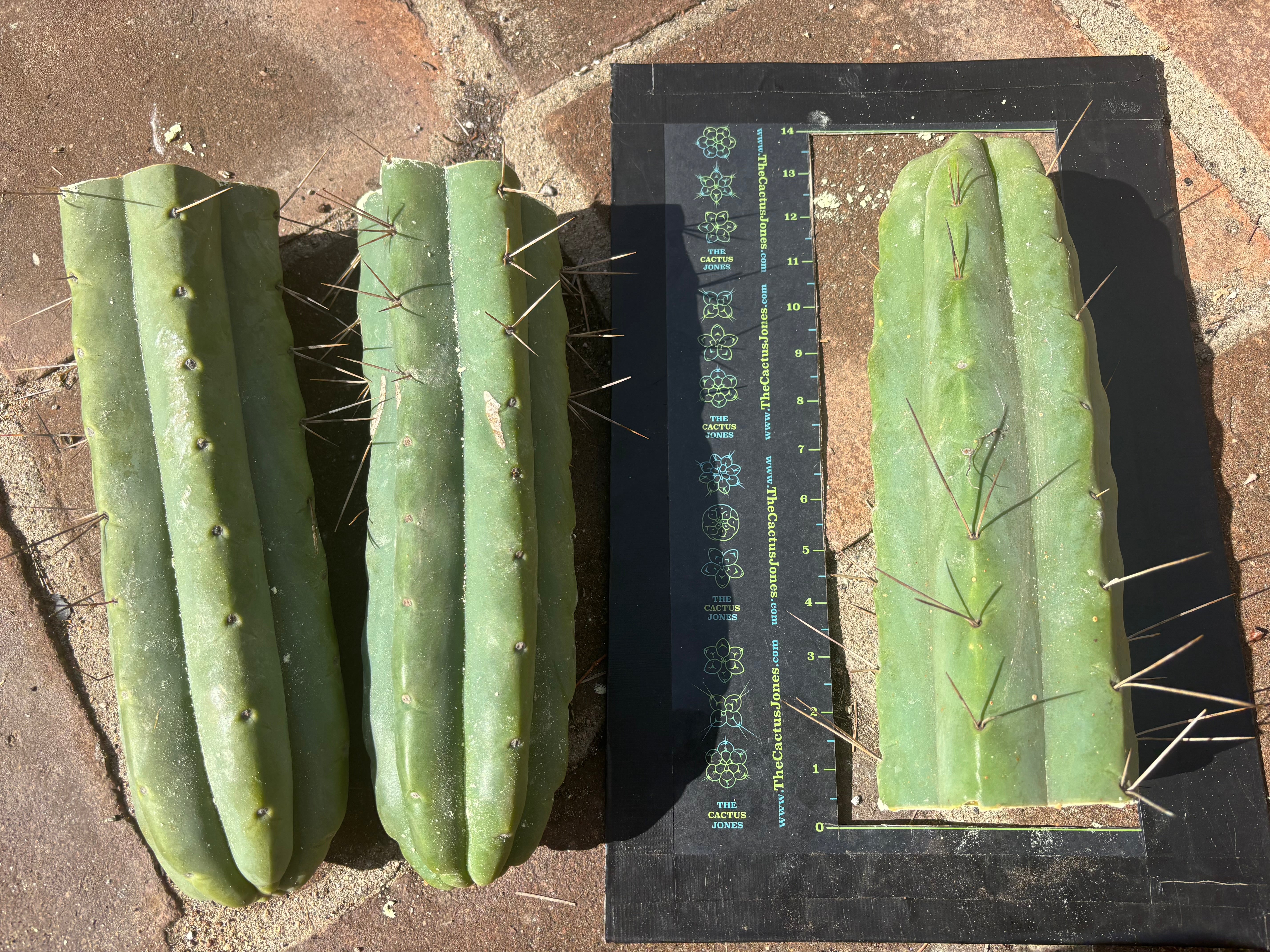 👑💎🌶️🌶️ Eileen — Max Girth 12” Tips