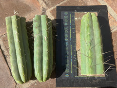 👑💎🌶️🌶️ Eileen — Max Girth 12” Tips