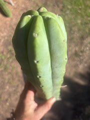 👑🌶️🌶️  Jiimz Twin Spine — XL 14” Tips