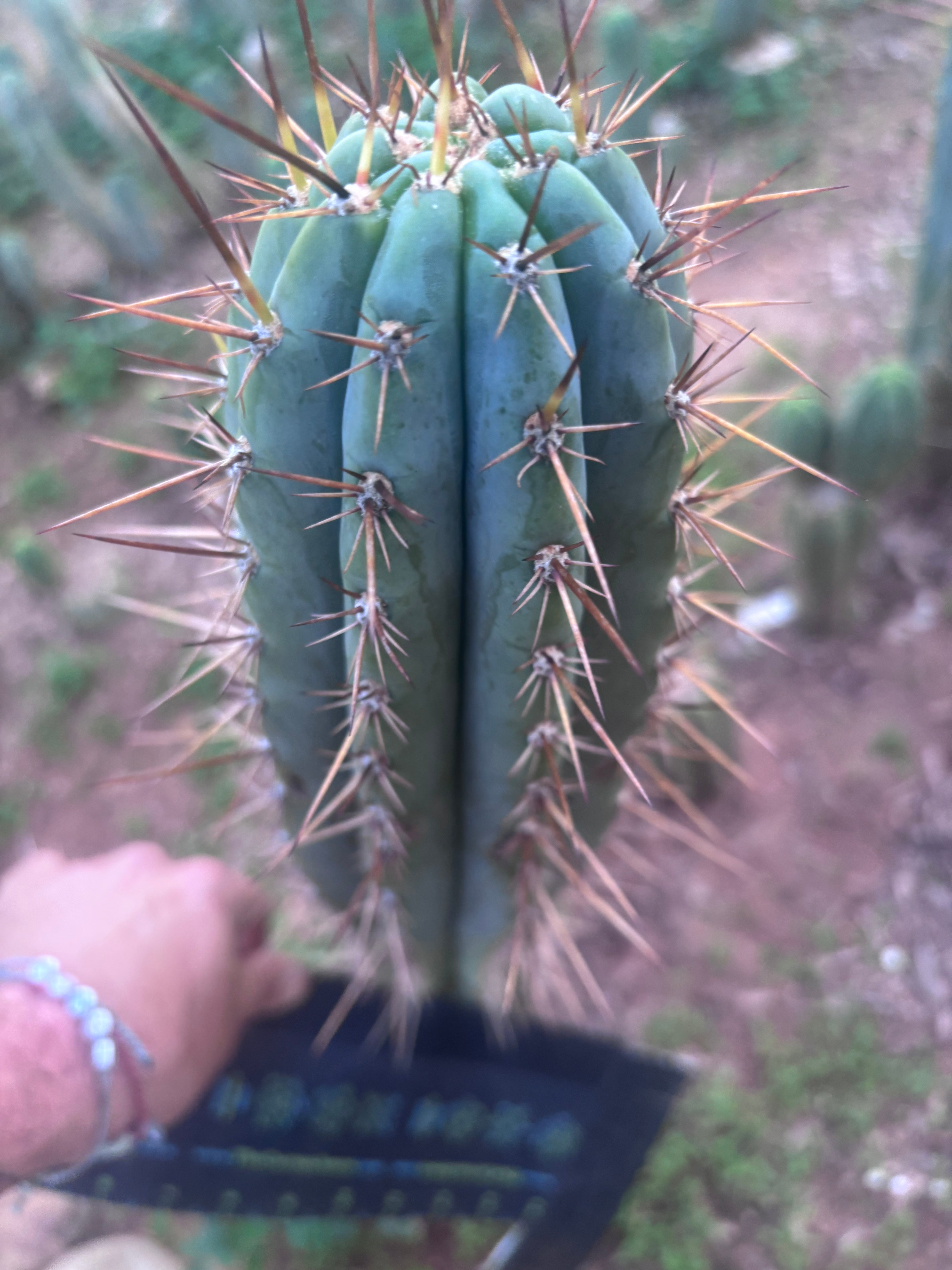 👑 SS01 — XL 15” Tip