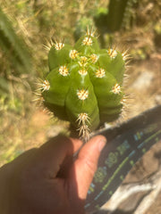 💎👑💎🌶️ CareBear — 4” Tip