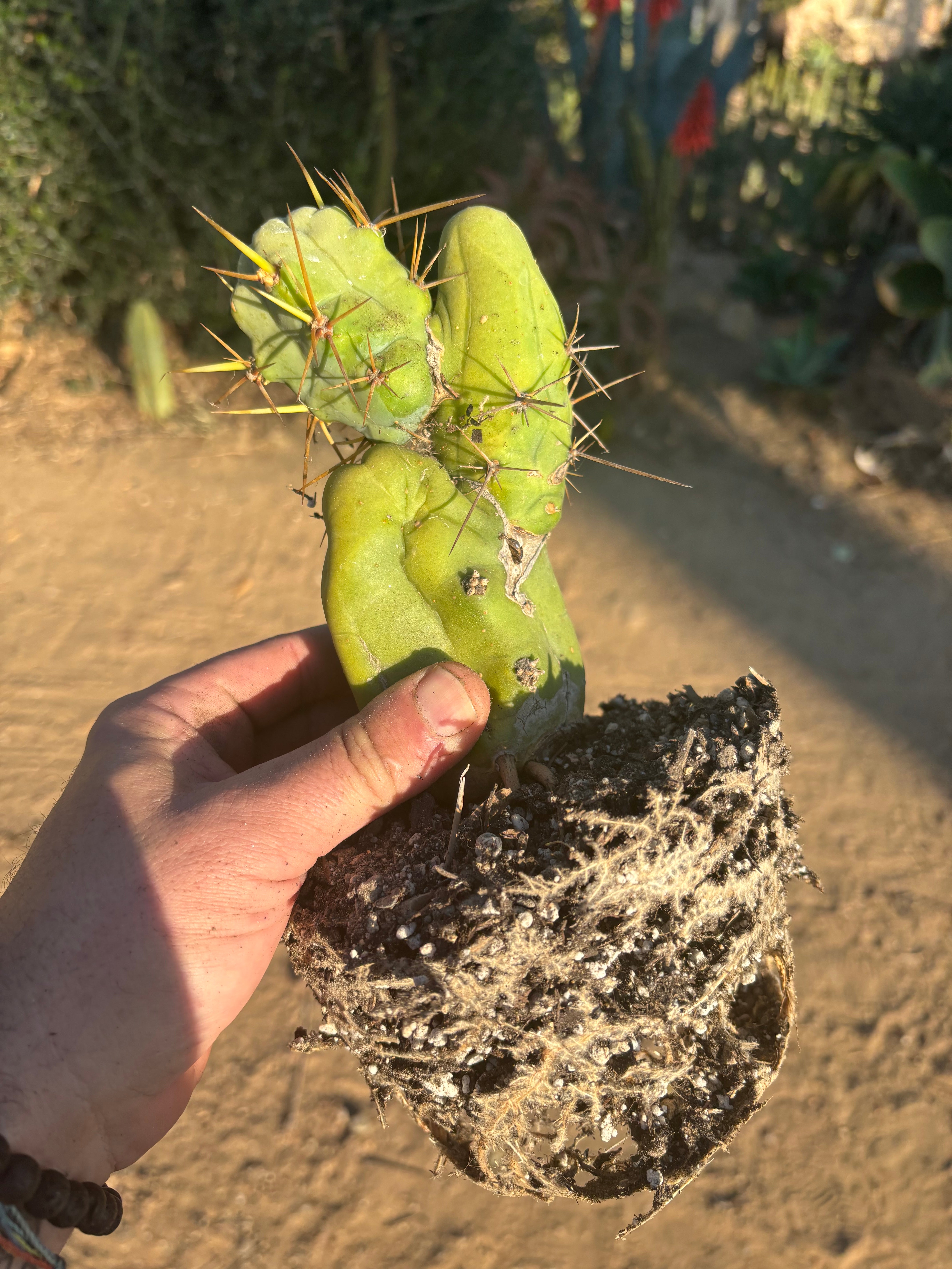 👑🌶️🌶️  TBM Clone B — Fully Rooted