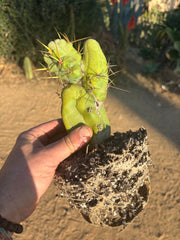 👑🌶️🌶️  TBM Clone B — Fully Rooted