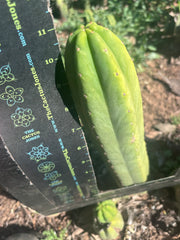 👑🌶️🌶️ Ogun — 11” Tip