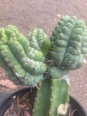💎👑💎 Havran — XL Established Graft on Rooted PC