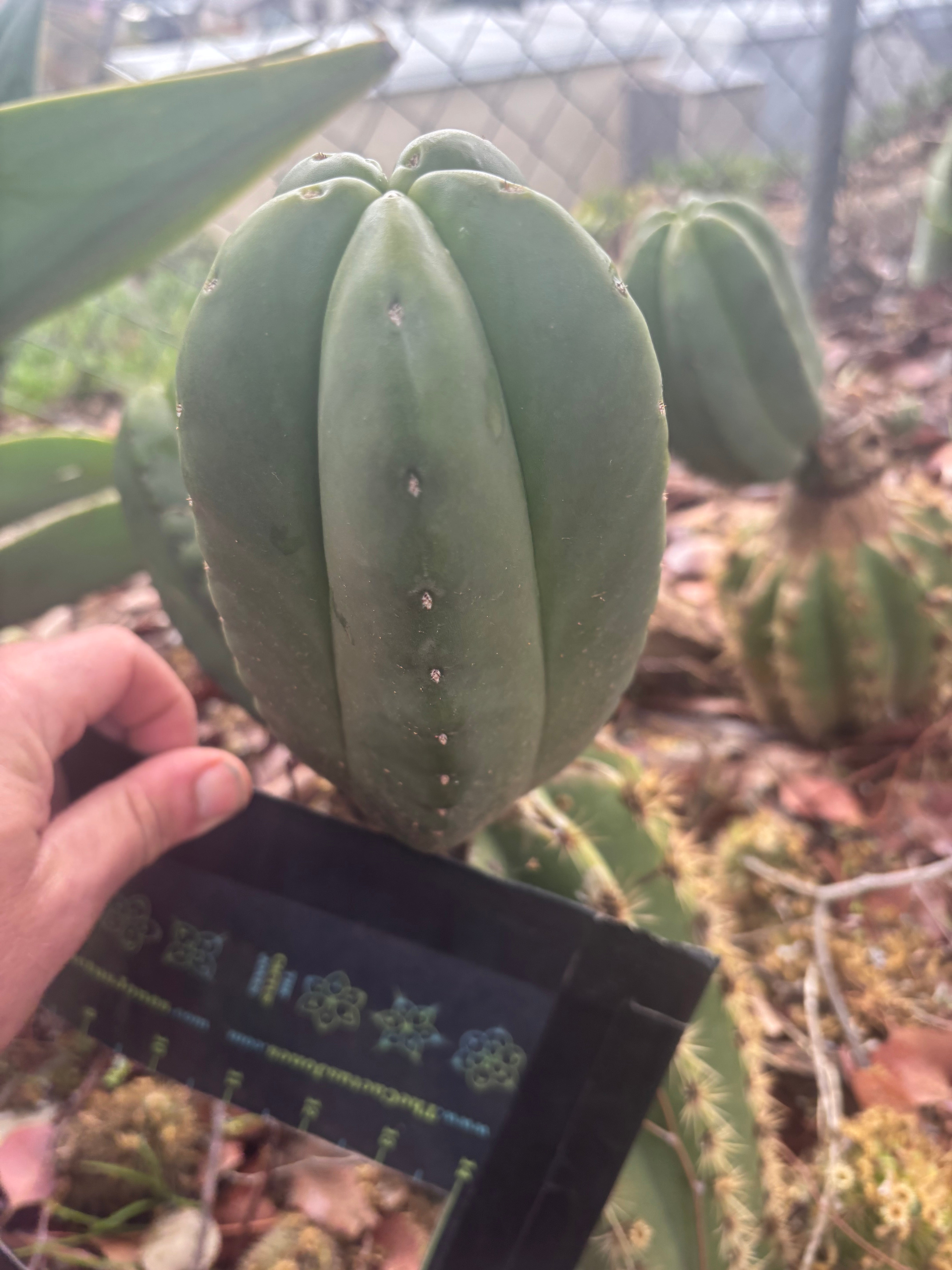 👑🌶️ Zulk — 8” Pup Melon