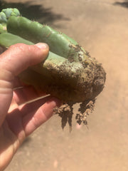 👑🌶️🌶️ TBMC — Graft on PC w/ Roots