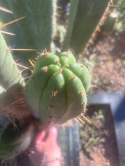 💎👑🌶️ Kimnach — Beefy XL 14” Pup