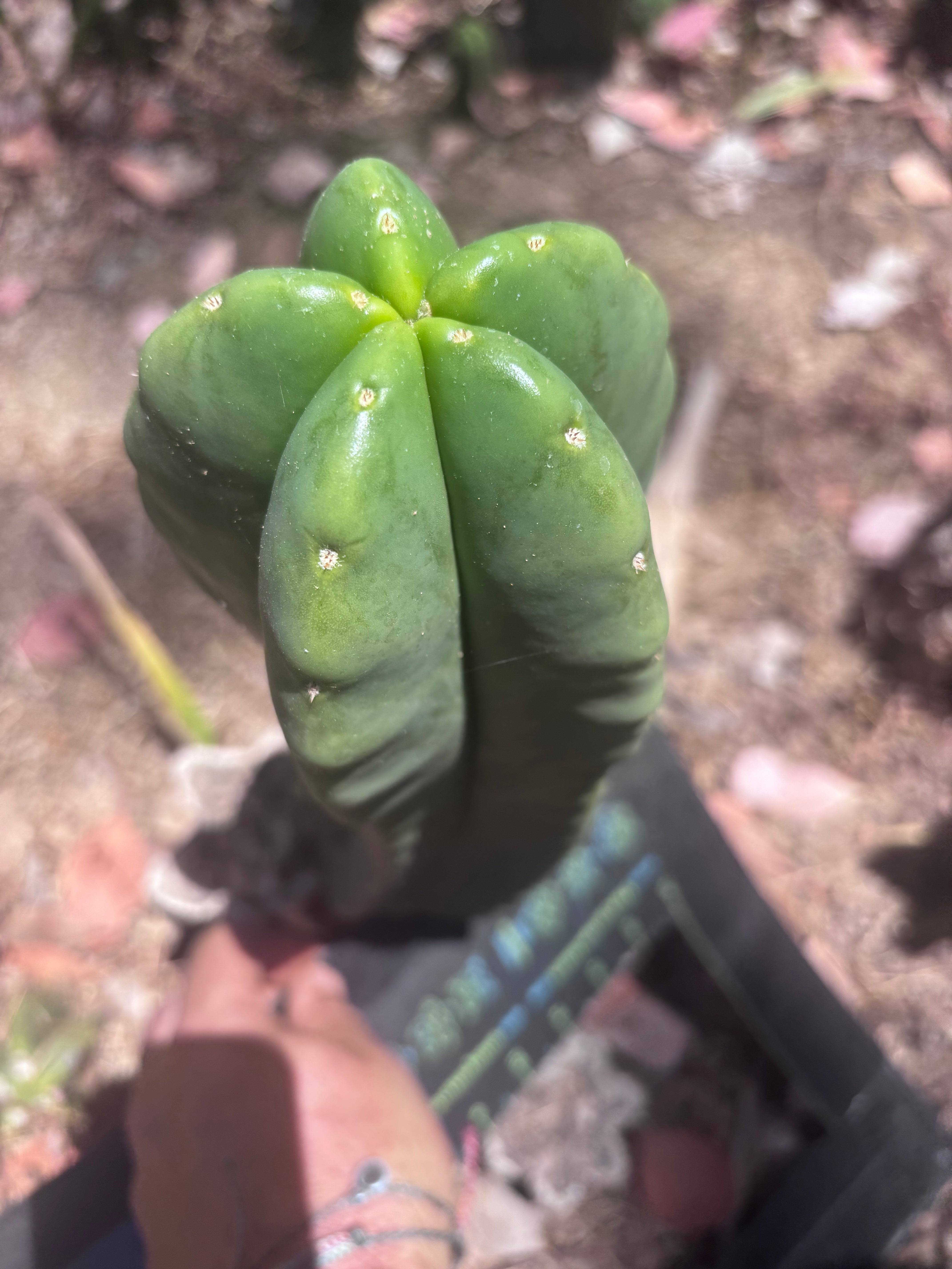 👑💎🌶️ Zulk — Fat 12” Pup