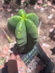 👑💎🌶️ Zulk — Fat 12” Pup