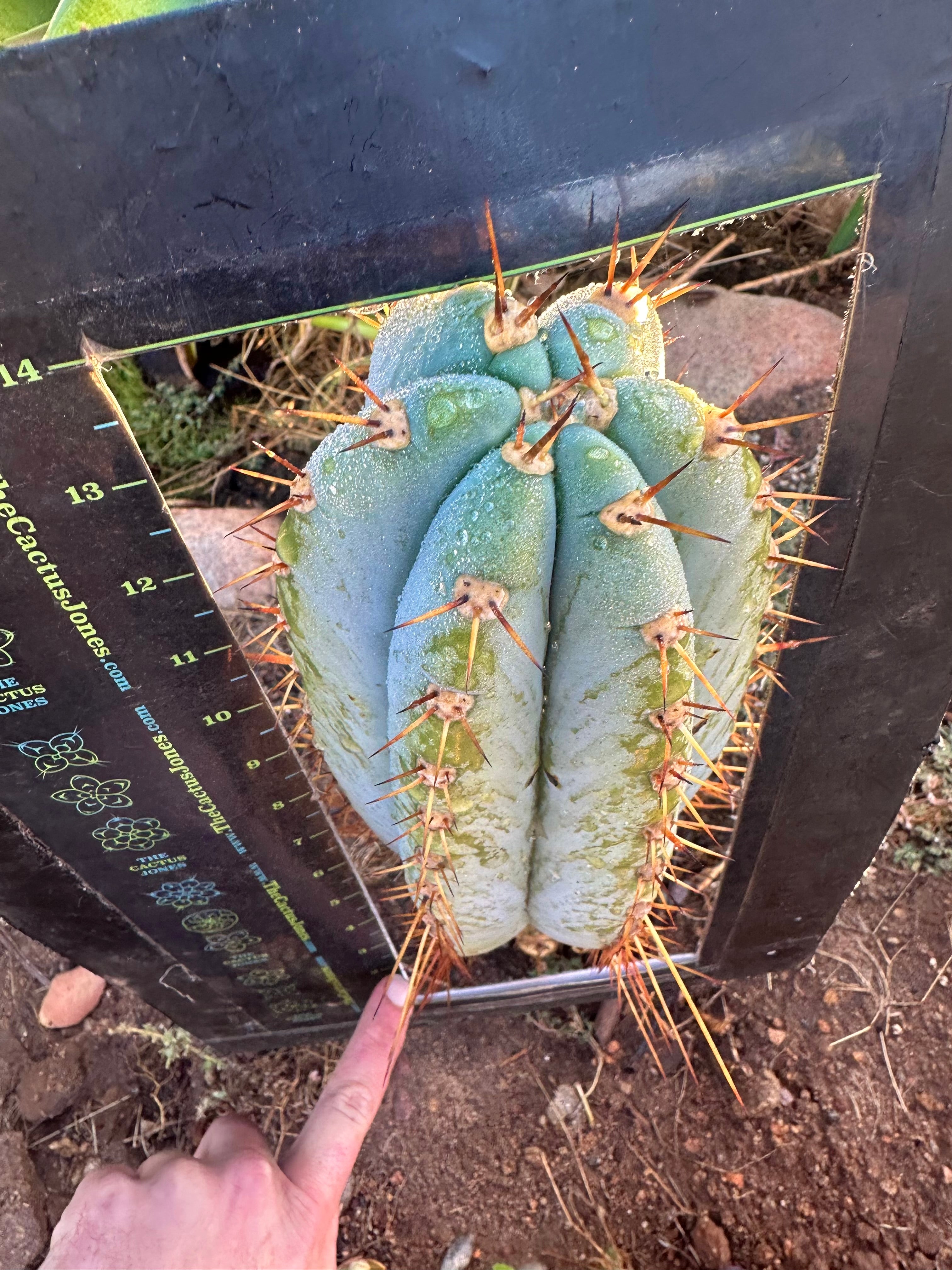 💎👑🌶️ CGG — XL 14” Bomb Pup