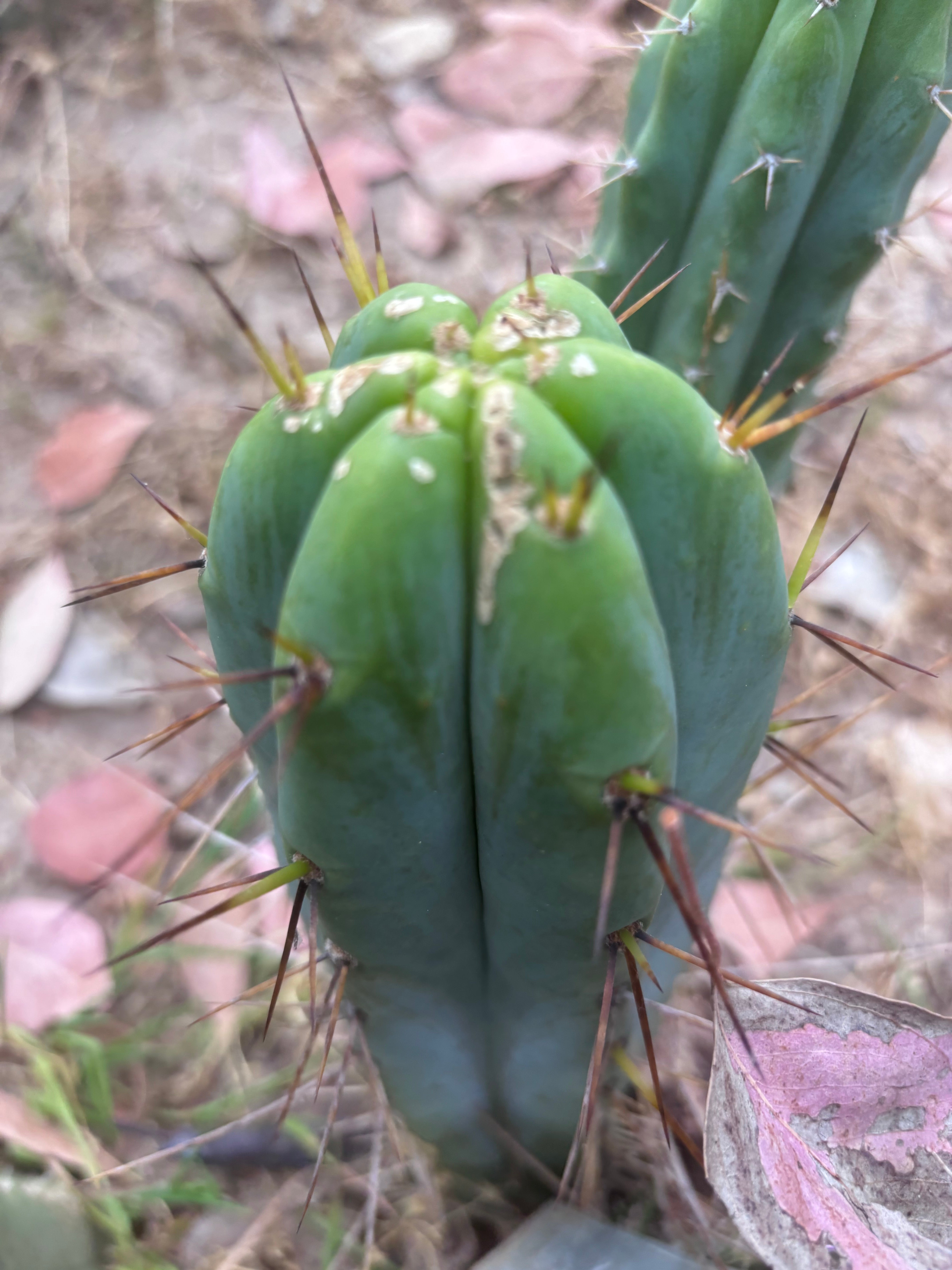👑🌶️🌶️  Lumberjack — 13” Pup