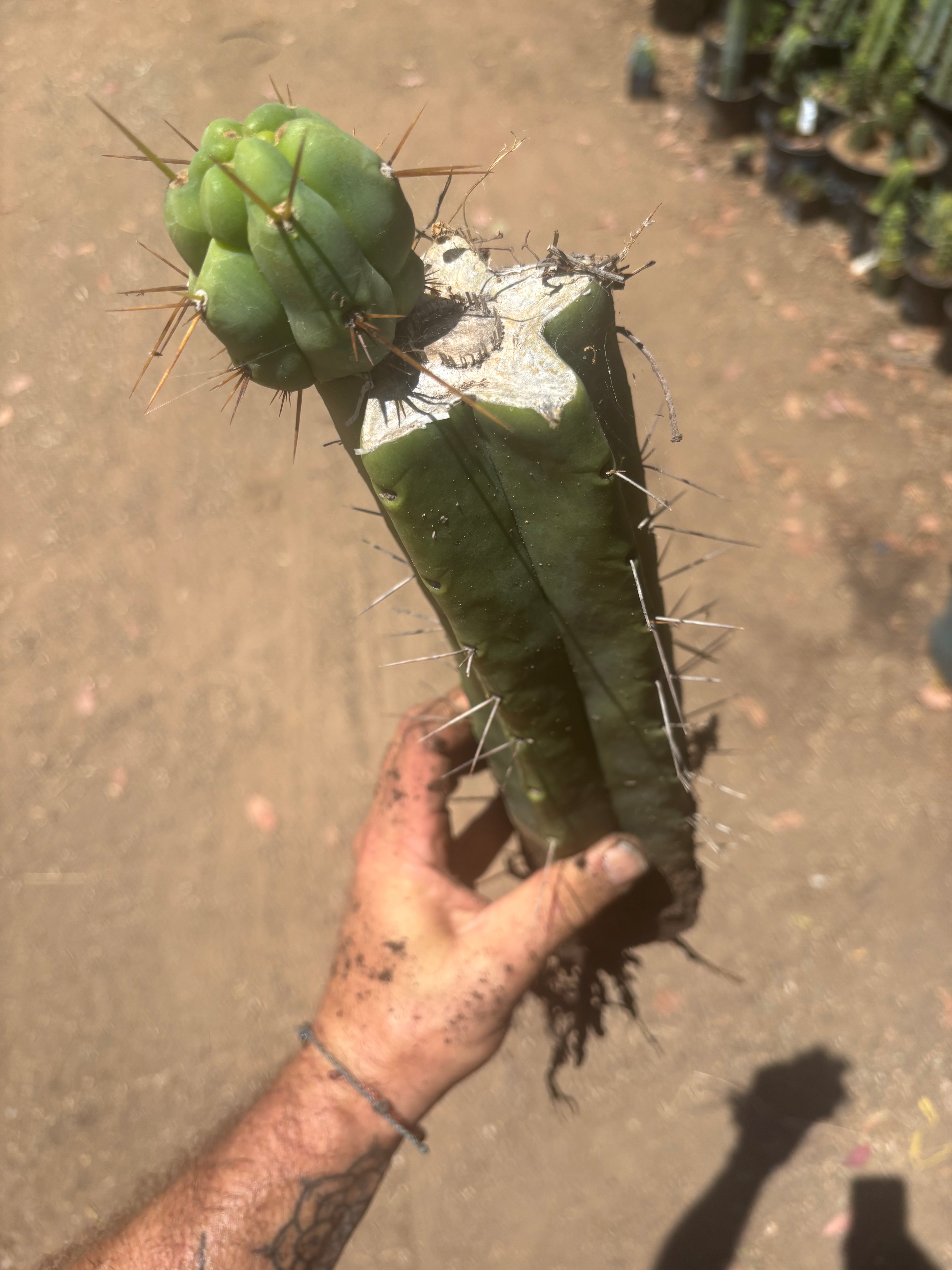 👑🌶️🌶️ Eileen — XL Rooted 14” Mid with Pup