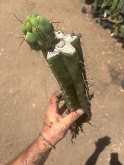 👑🌶️🌶️ Eileen — XL Rooted 14” Mid with Pup