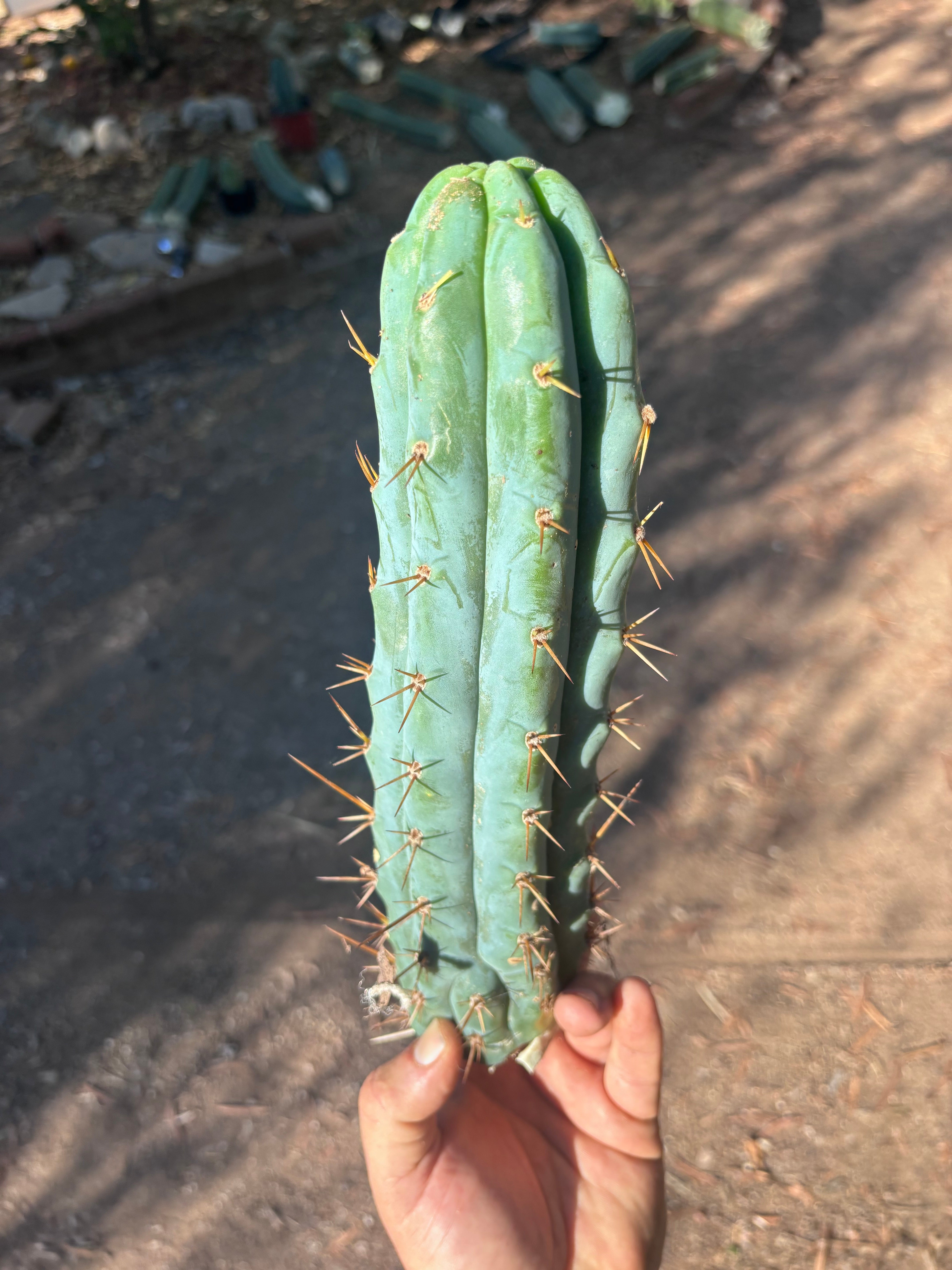 💎👑💎🌶️  Ashdod — 12” Pup