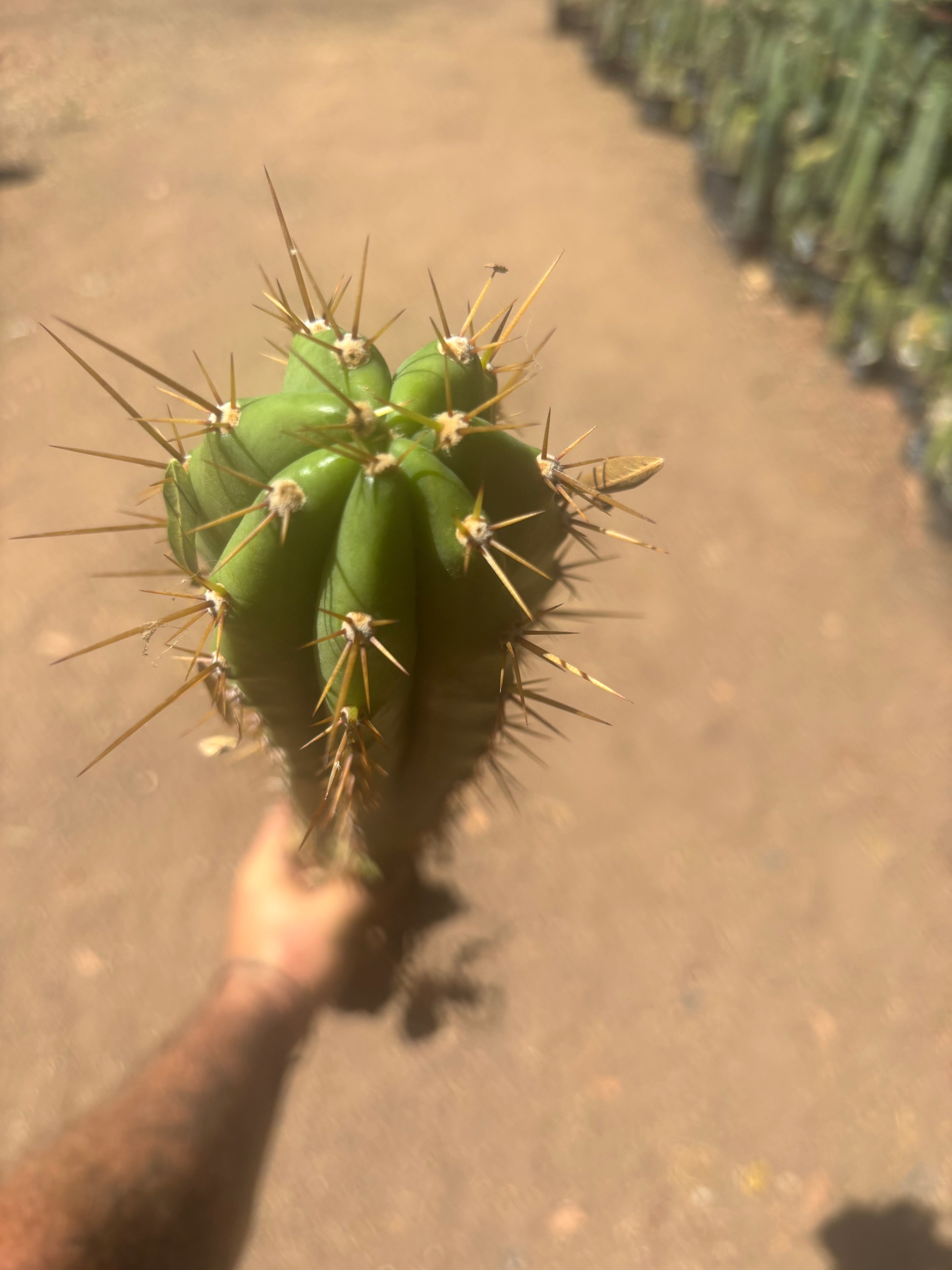💎 Chavin de Huantar x Lumberjack — Seed Grown XL Rooted