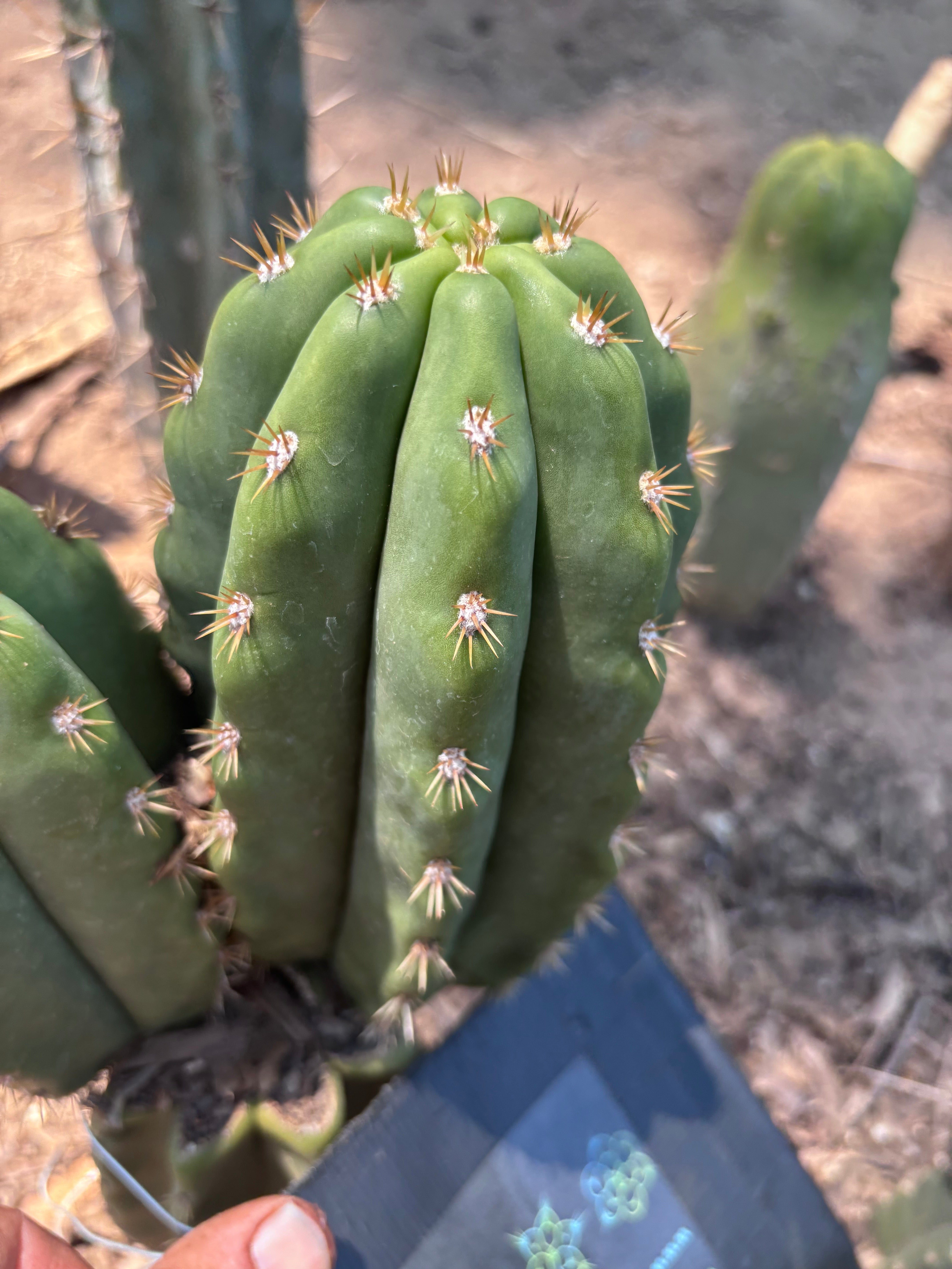 💎 SASS x Heynes — Fat 9” Pup (First Timer)