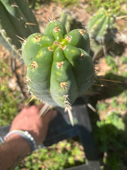 💎 Rosei 2 x Kimnach  — XL Fat 12” Pup