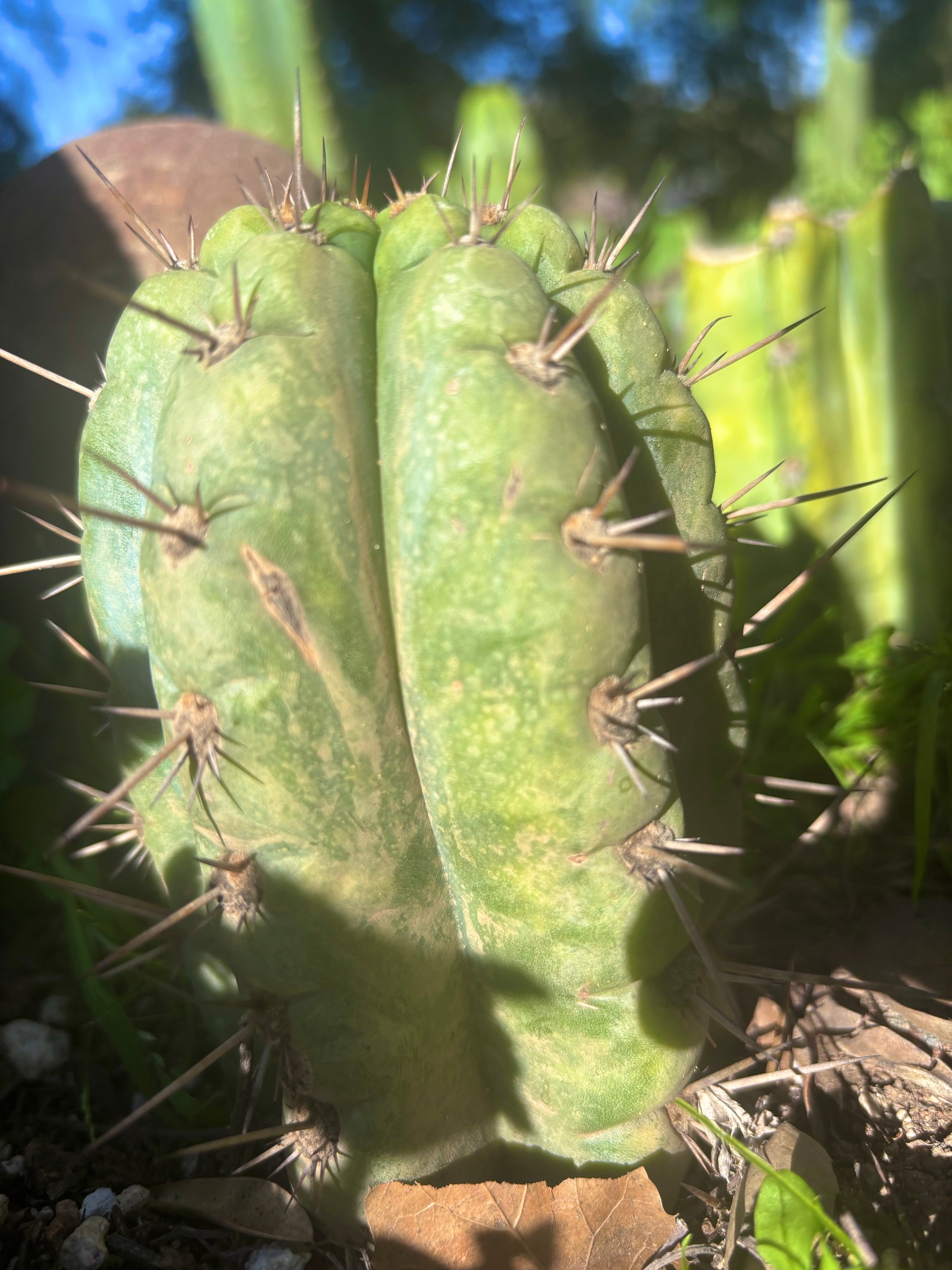 💎👑💎 Papa Smurf — Fully Rooted Grenade