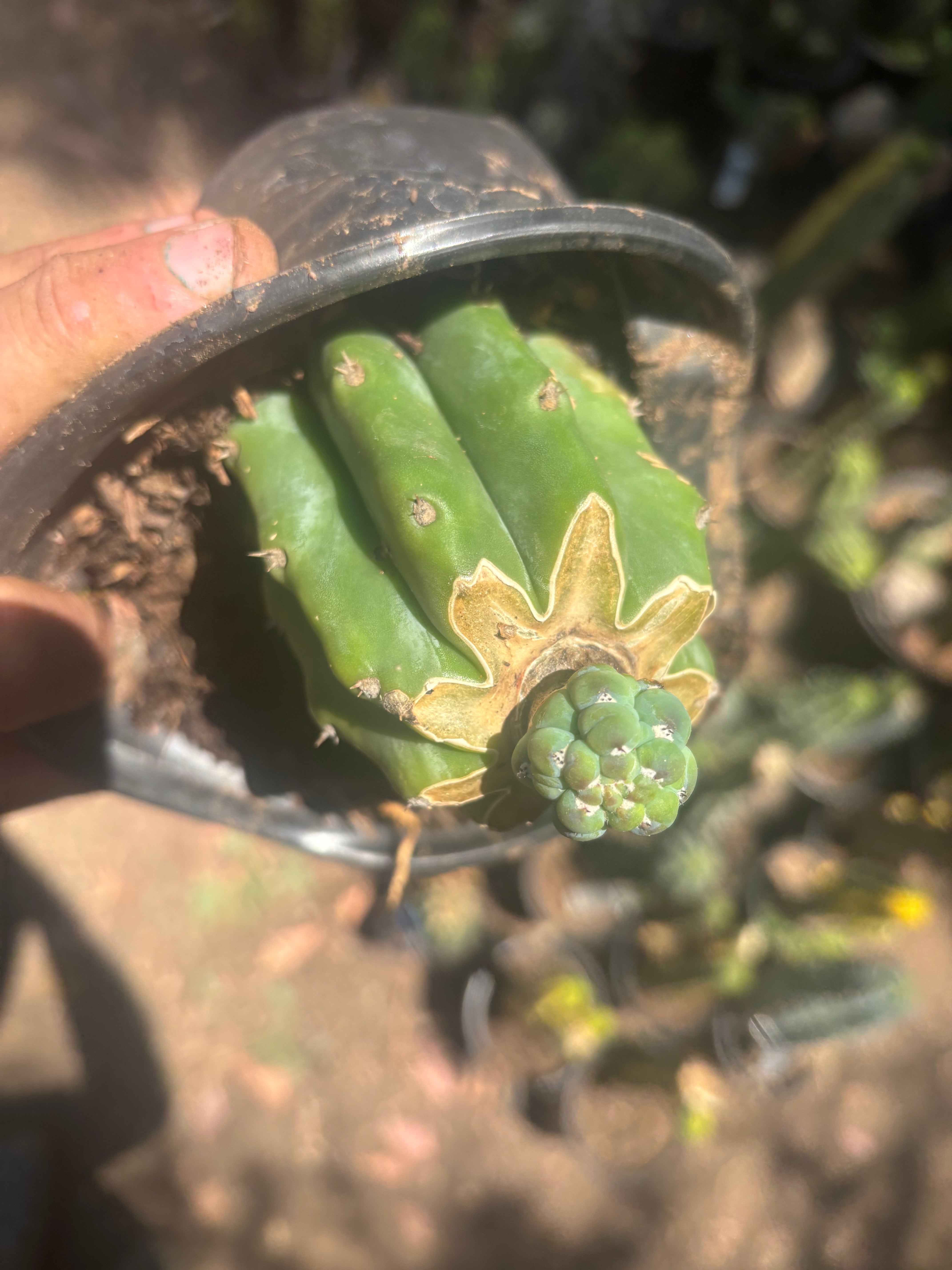 👑 Glorp — Small Pup Graft