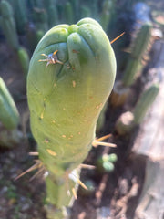 💎👑 Bruce’s Dragon — Chonky 8” Tip