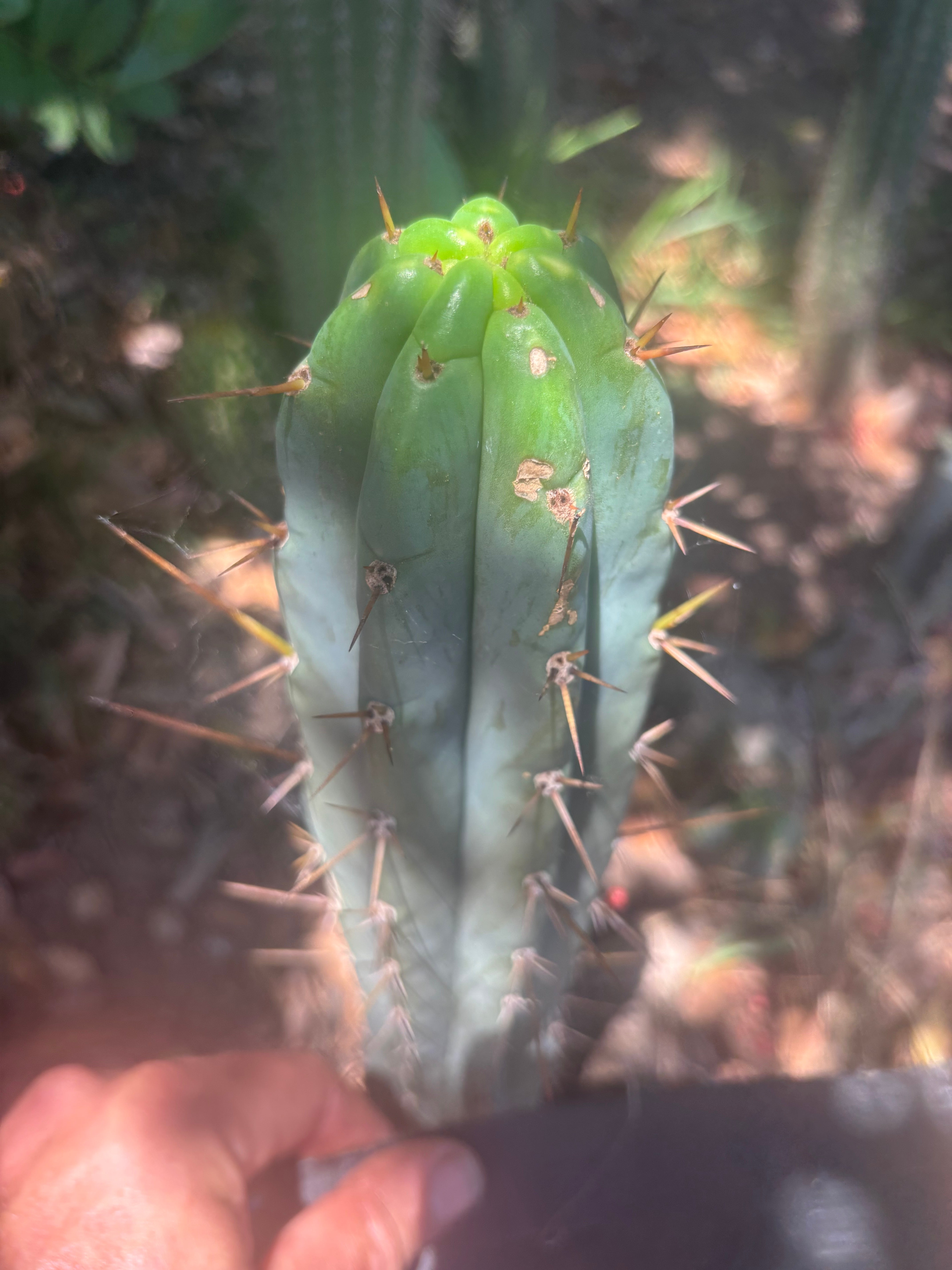 👑🌶️🌶️ Pala — 9” Tip Again